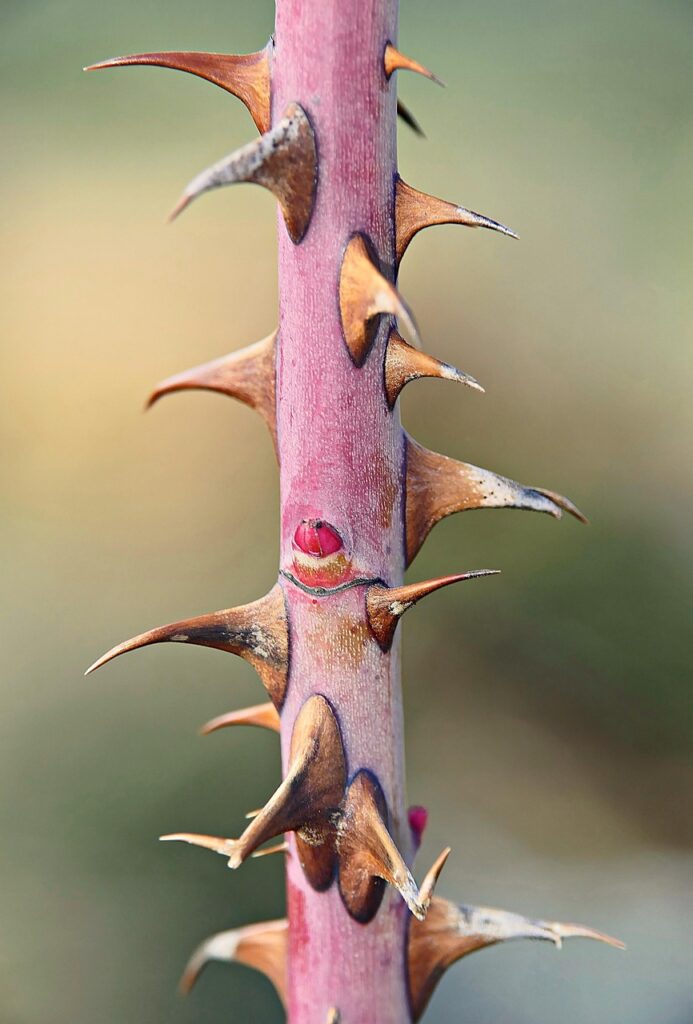 thorns-4816987_1280 Author gamagapix Pixabay