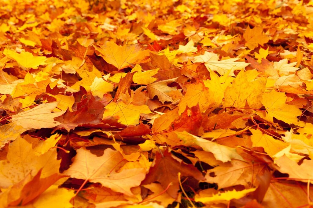 autumn-84714_1280 Author PublicDomainPictures Pixabay