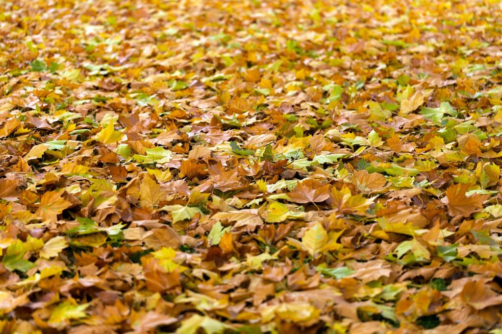 autumn-940401_1280 Author No-longer-here Pixabay