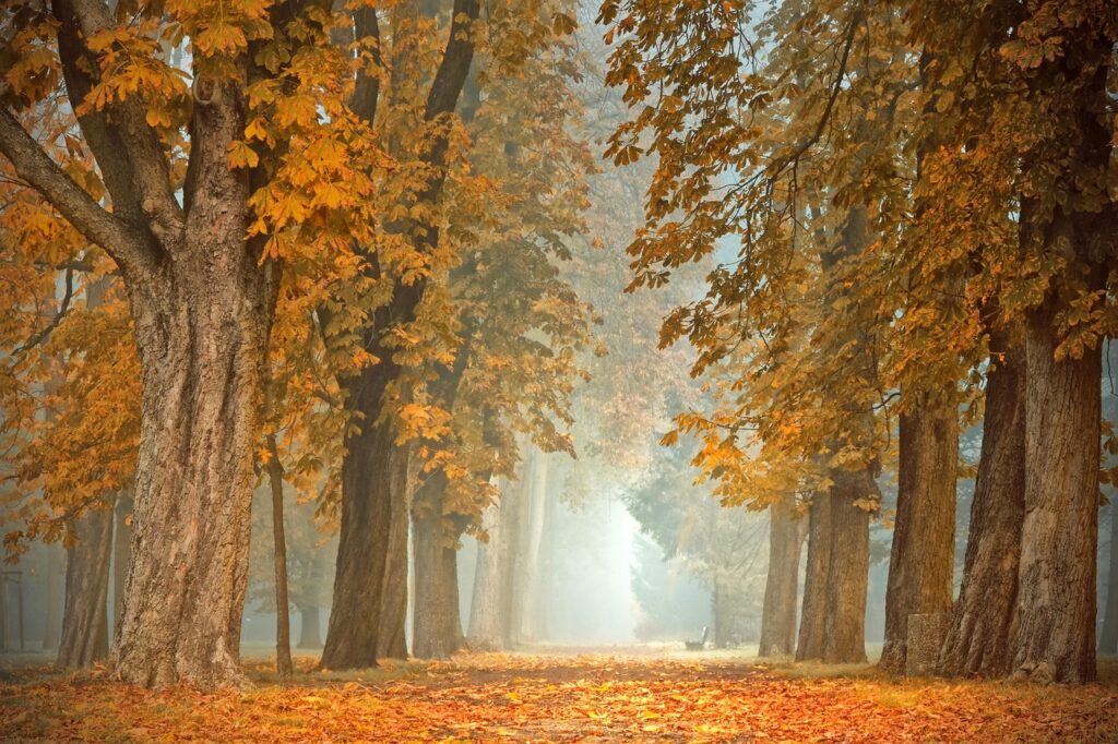 path-4591121_1280 Author Peggychoucair Pixabay