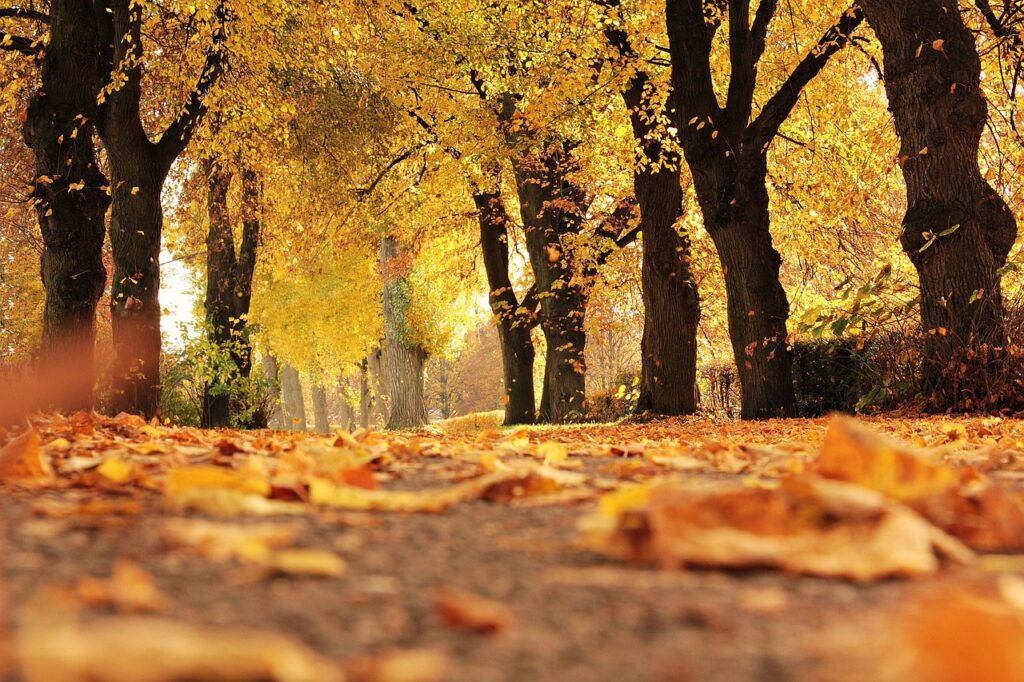 trees-1789120_1280 Author NoName_13 Pixabay